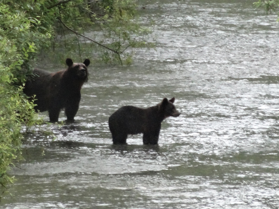 <p>
	12/08/12. Ursinho com o urso pai, aprendendo a pegar salmão, dá para acreditar? Sim, vimos isso.</p>