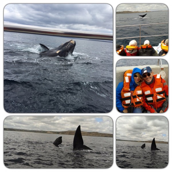 <p>
	8 dia- maravilhoso , tudo perfeito ! Alugamos um carro e fomos até a Península Valdes ver as baleias Franca Austral de barco . Rodos 360km de carro , rs.</p>